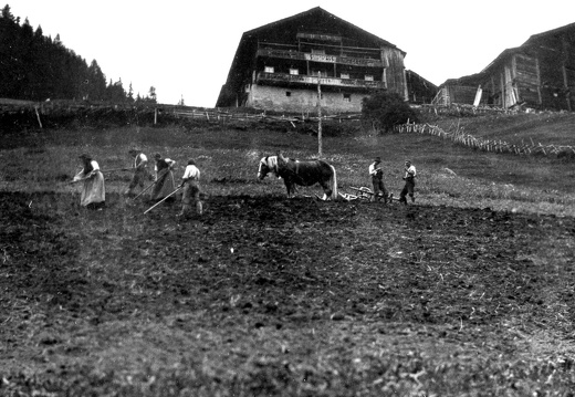 Ackerbau im Ködnitztal