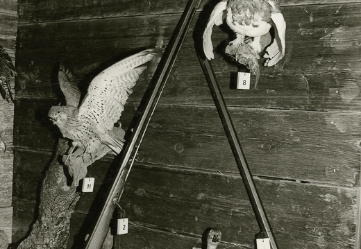 1978, Heimatmuseum Kals