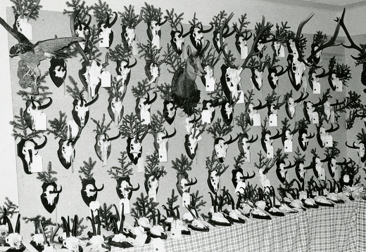 Trophäenschau 1975 in der Alpenrose