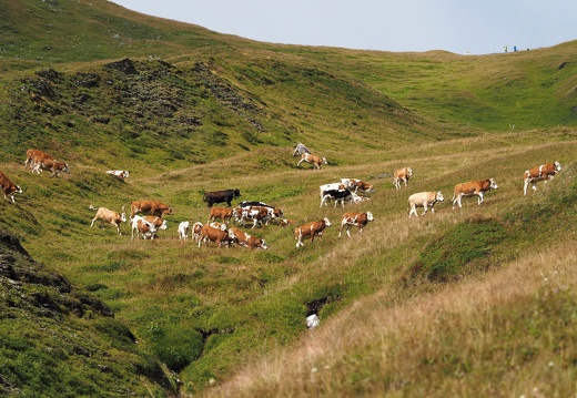 2015, Pahl-Hochalm