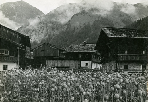 ca. 1960, Mohnfeld in Großdorf