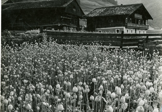 ca. 1960, Mohnfeld in Großdorf