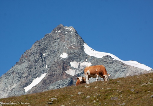 2016, Almwirtschaft