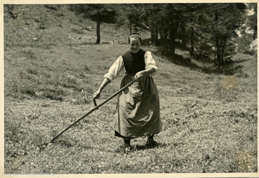 1943, beim Mähen