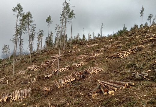 2019, Aufräumarbeiten Sturm "VAIA"