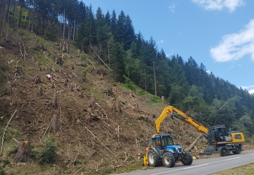Holzschlägerung 08/2023